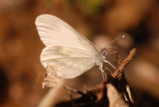 Narin Orman Beyazı (Leptidea sinapis)