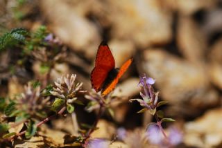 Alev Ategzeli (Lycaena kefersteinii)