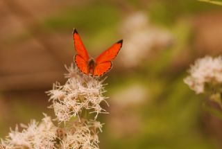 Da Atei (Lycaena thetis)