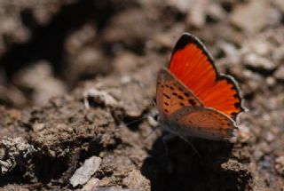 Da Atei (Lycaena thetis)