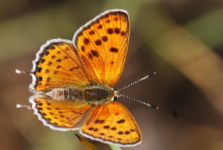 Kk Ate Gzeli (Lycaena thersamon)