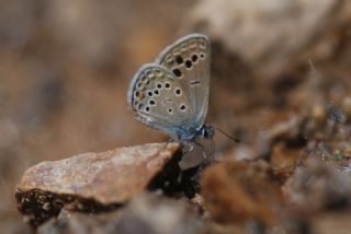 Anadolu Turan Mavisi (Turanana panagaea)