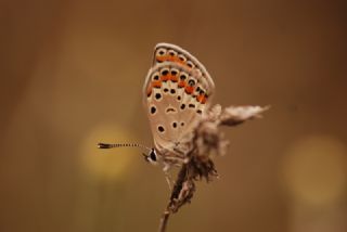 Doulu Esmergz (Plebejus carmon)