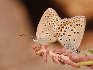 Anadolu Esmergz (Plebejus modicus)