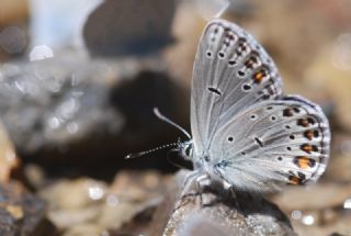 Anadolu Esmergz (Plebejus modicus)