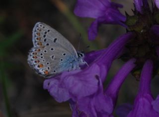 Anadolu Esmergz (Plebejus modicus)