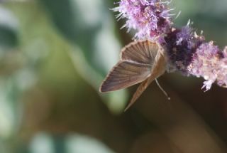 okgzl Anadolu Tyls (Polyommatus antidolus)