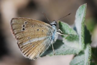 okgzl Damon Mavisi (Polyommatus damon)