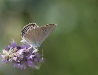 okgzl Anadolu Tyls (Polyommatus antidolus)