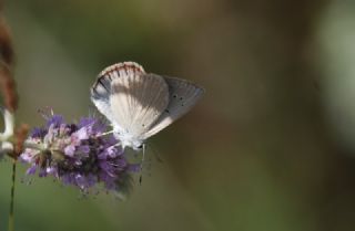 okgzl Anadolu Tyls (Polyommatus antidolus)