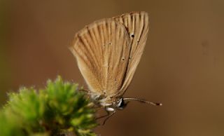 okgzl Anadolu Tyls (Polyommatus antidolus)