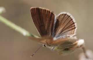 okgzl Anadolu Tyls (Polyommatus antidolus)