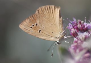 okgzl Anadolu Tyls (Polyommatus antidolus)