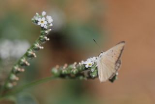 okgzl Anadolu Tyls (Polyommatus antidolus)