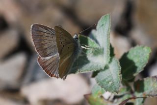 okgzl Anadolu Tyls (Polyommatus antidolus)