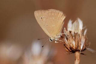 okgzl Anadolu Tyls (Polyommatus antidolus)