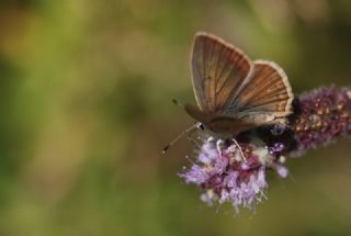 okgzl Anadolu Tyls (Polyommatus antidolus)