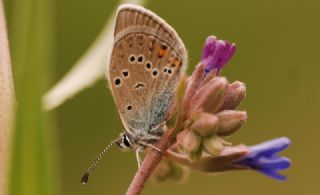 okgzl Gzel Mavi (Polyommatus bellis)