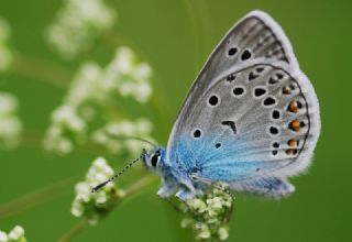 okgzl Amanda (Polyommatus amandus)