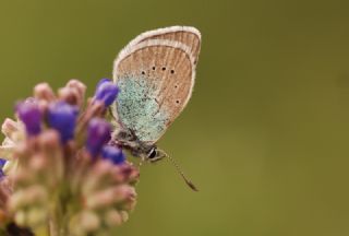 okgzl Rus Mavisi (Polyommatus coelestina)