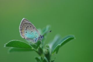 okgzl Rus Mavisi (Polyommatus coelestina)