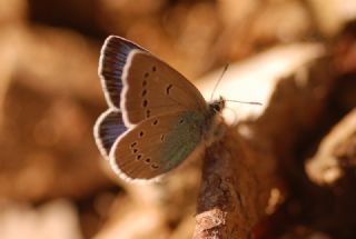 okgzl Rus Mavisi (Polyommatus coelestina)