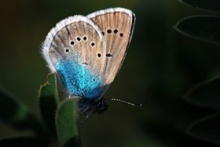 okgzl Rus Mavisi (Polyommatus coelestina)