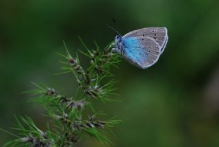 okgzl Rus Mavisi (Polyommatus coelestina)