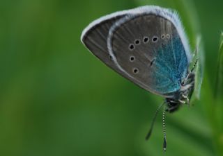 okgzl Rus Mavisi (Polyommatus coelestina)