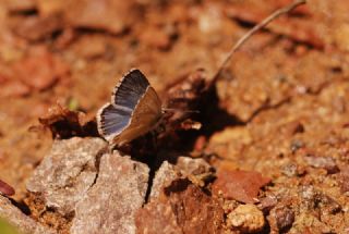 okgzl Yalanc illi Mavi (Polyommatus corydonius)