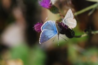 okgzl Yalanc illi Mavi (Polyommatus corydonius)