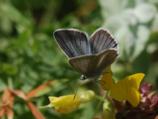 okgzl Damon Mavisi (Polyommatus damon)