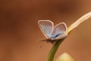 okgzl Damon Mavisi (Polyommatus damon)