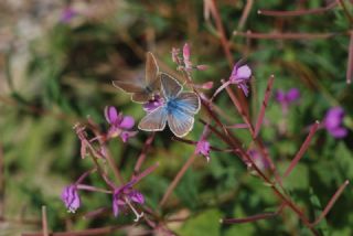 okgzl Damon Mavisi (Polyommatus damon)