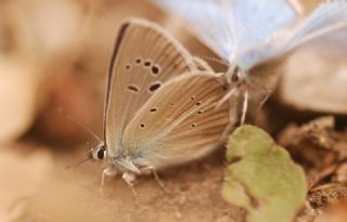 okgzl Damon Mavisi (Polyommatus damon)