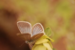 okgzl Damon Mavisi (Polyommatus damon)
