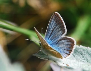 okgzl Damon Mavisi (Polyommatus damon)