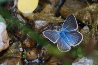 okgzl Damon Mavisi (Polyommatus damon)