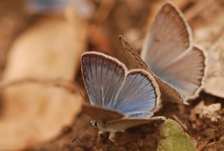 okgzl Damon Mavisi (Polyommatus damon)