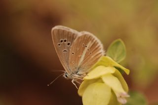 okgzl Damon Mavisi (Polyommatus damon)