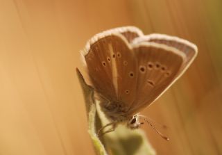 �okg�zl� Damon Mavisi&nbsp;(Polyommatus&nbsp;damon)