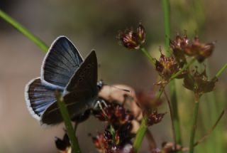 okgzl Damon Mavisi (Polyommatus damon)