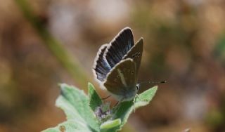 okgzl Damon Mavisi (Polyommatus damon)