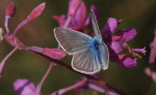 okgzl Damon Mavisi (Polyommatus damon)