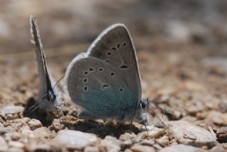 okgzl Diana Mavisi (Polyommatus diana)