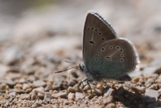 okgzl Diana Mavisi (Polyommatus diana)