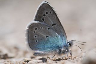 okgzl Diana Mavisi (Polyommatus diana)