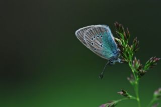 okgzl Diana Mavisi (Polyommatus diana)