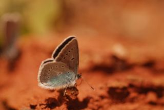 okgzl Diana Mavisi (Polyommatus diana)