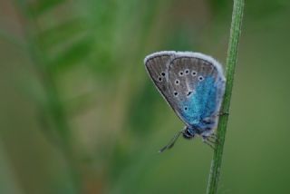 okgzl Diana Mavisi (Polyommatus diana)